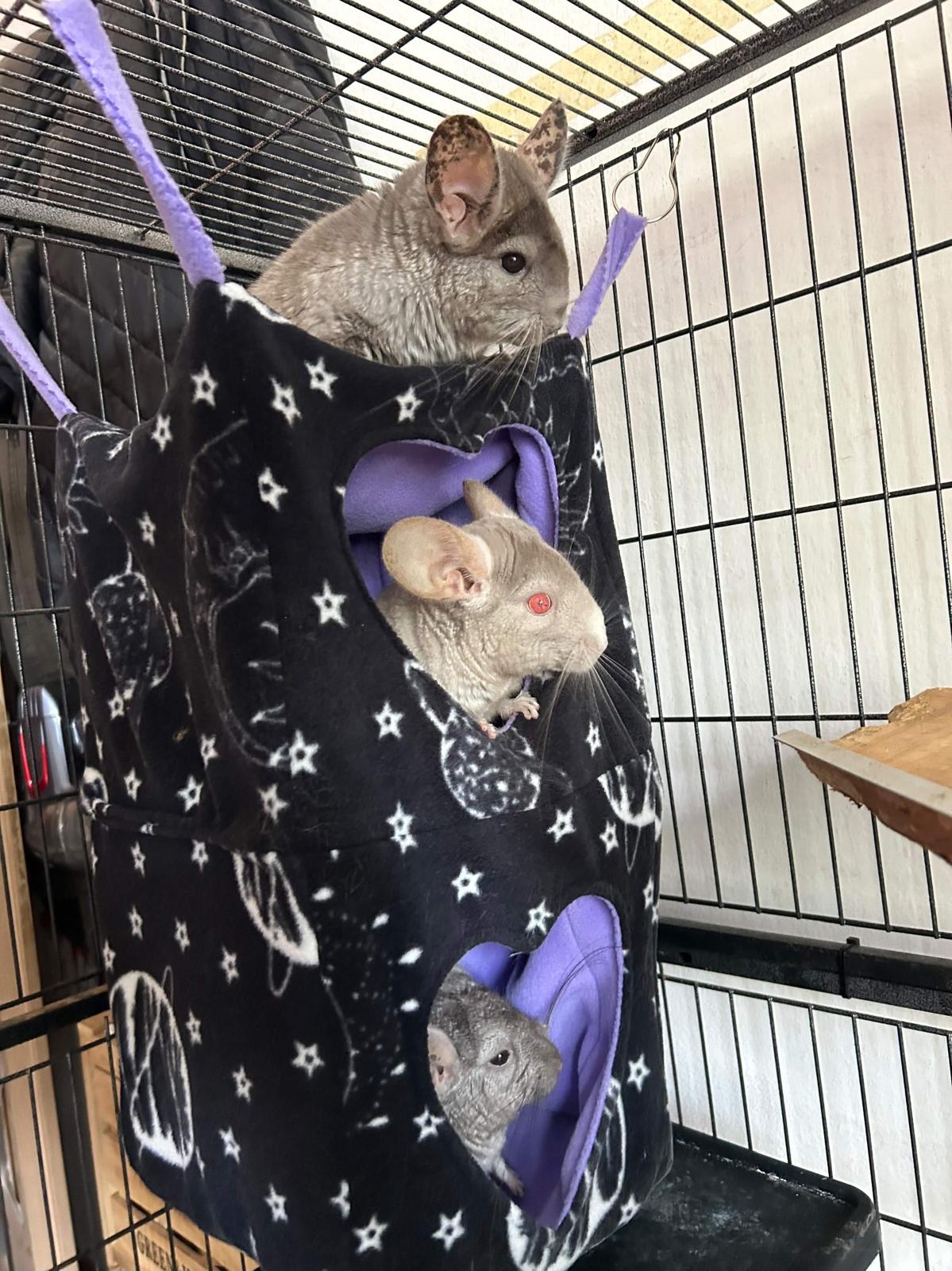 Cuccia Cubo Sospesa Due Piani - Zampine Pets & Plushies